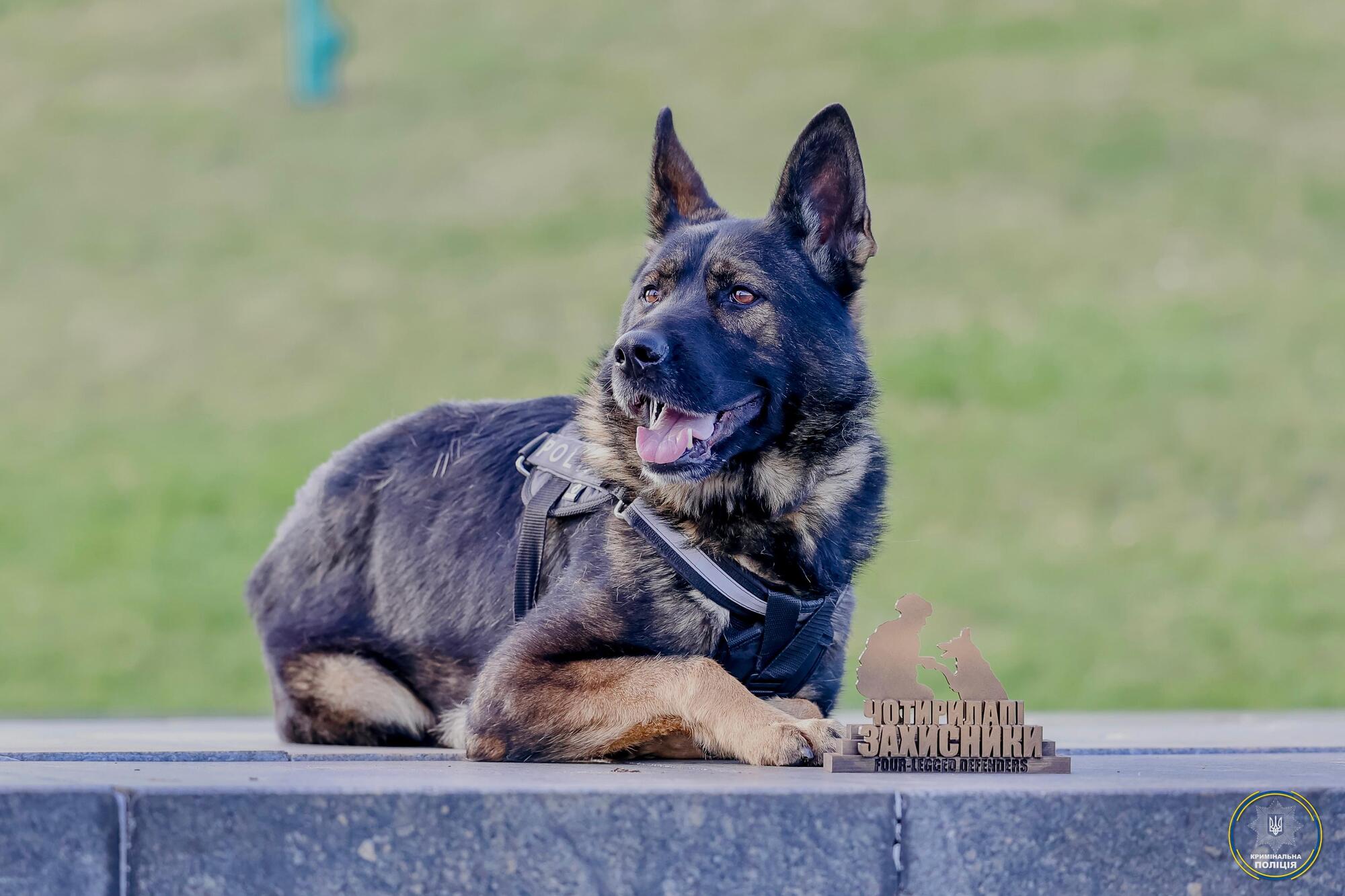 Police Service Dogs Help Find 309 Missing People Including 177 Children in Six Months